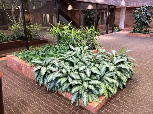 Indoor planter box with various green plants; brick-like border; building interior.