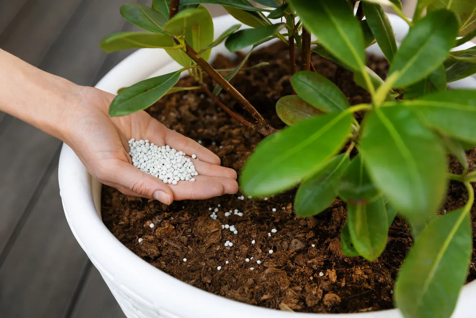 Person's hand holds fertilizer pellets, which are being sprinkled on potting soil around a green leafy plant.