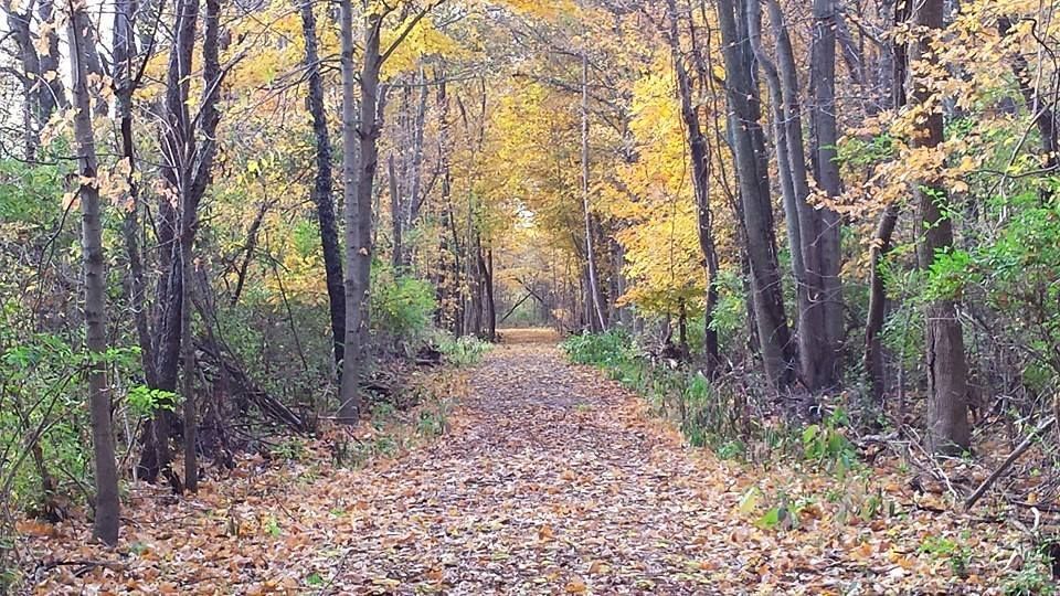 A leaf-covered dirt path winds through a dense forest with tall trees featuring golden autumn foliage.