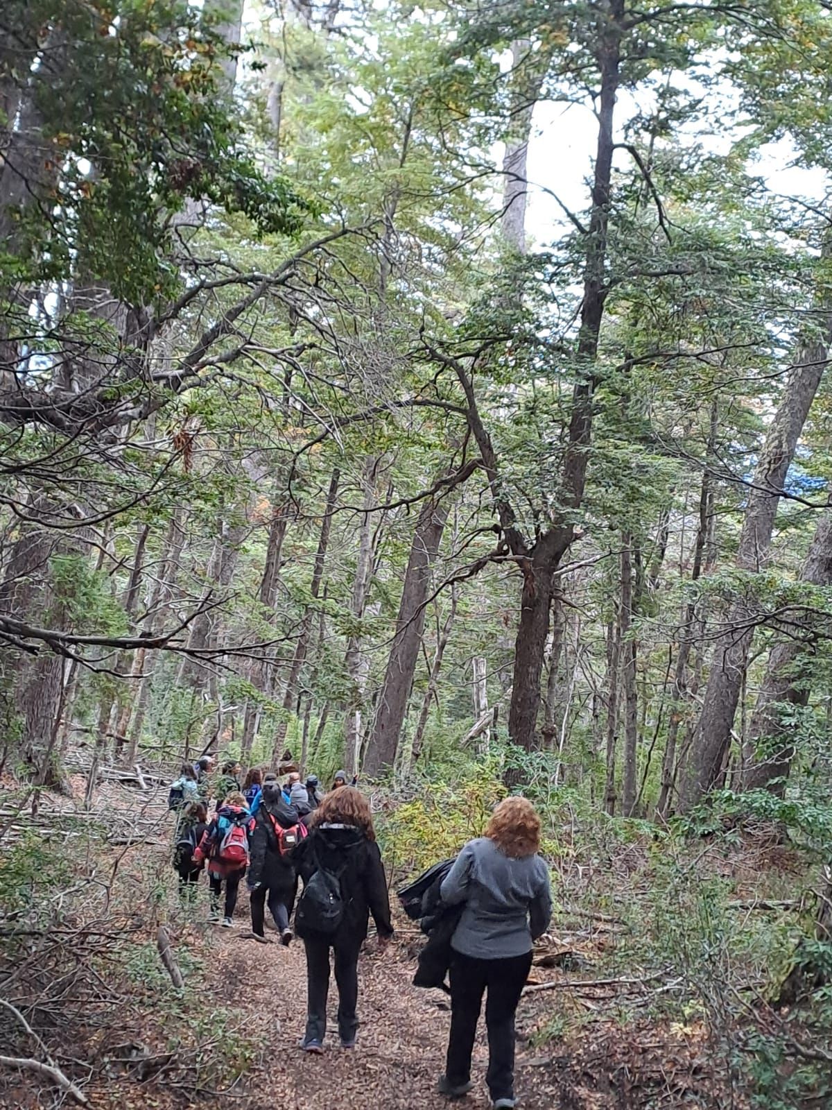 Un grupo de personas caminando por un sendero a través de un denso bosque con árboles altos y ramas frondosas sobre sus cabezas.