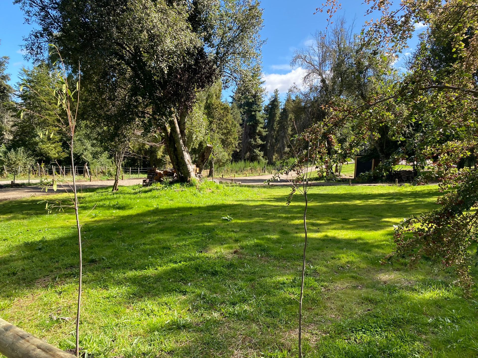 Una zona de parque soleada y cubierta de césped, con un gran árbol frondoso en primer plano y una densa arboleda al fondo.