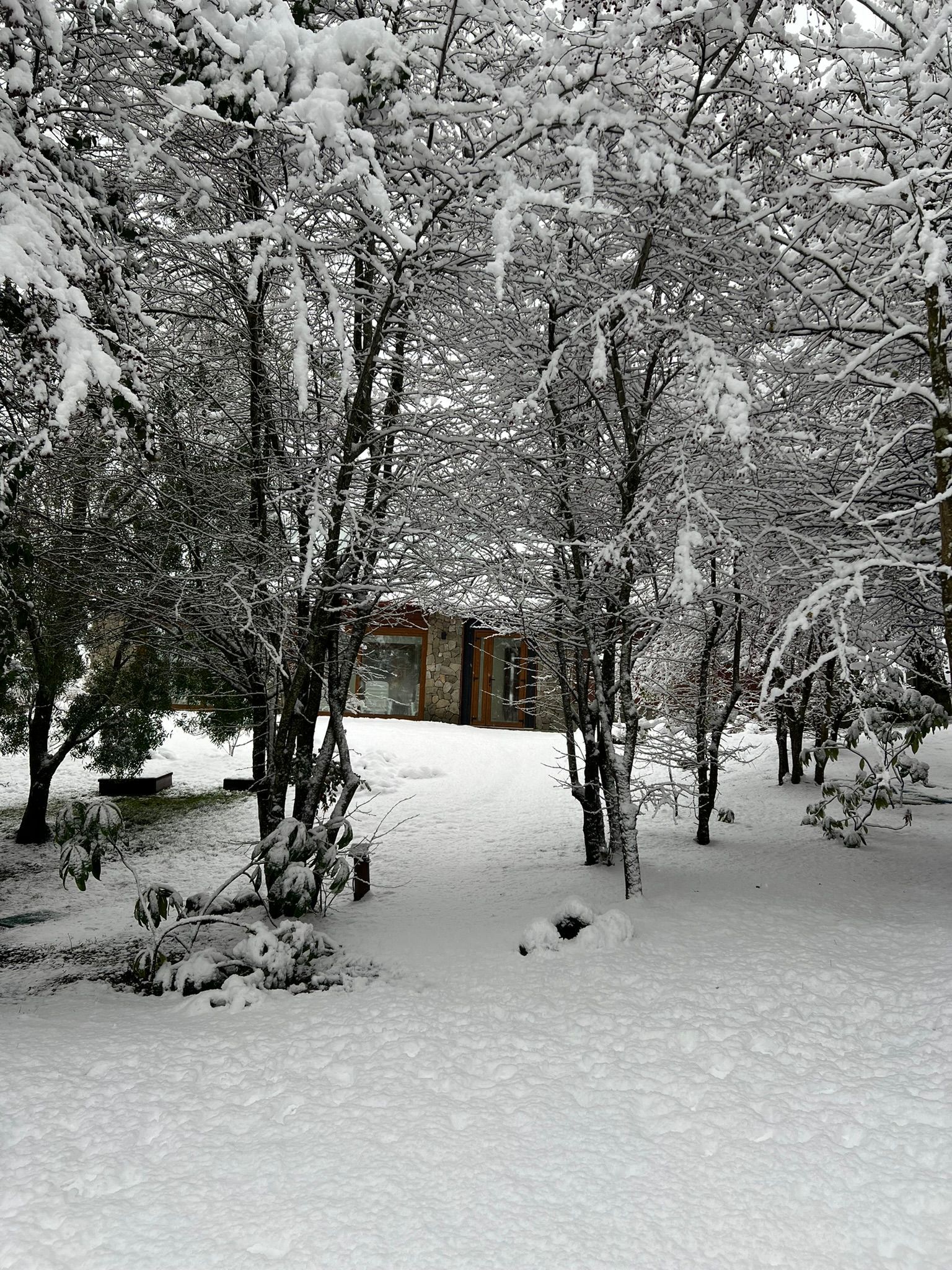 Un patio cubierto de nieve con árboles desnudos en primer plano que enmarcan una vista de una casa a lo lejos.