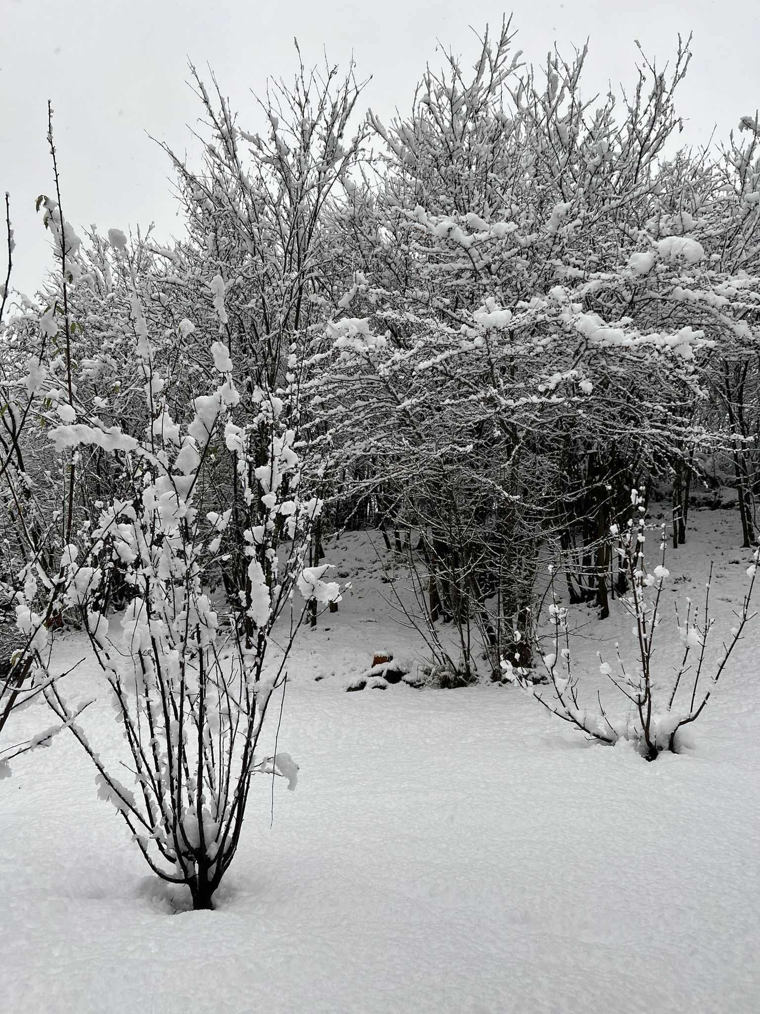 Arbustos y árboles cubiertos de nieve en un paisaje invernal con una ligera capa de nieve en el suelo.