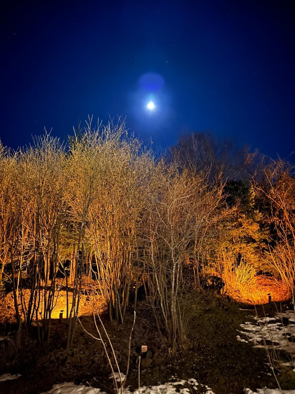 Una luna brillante resplandece en un cielo nocturno de color azul oscuro sobre un grupo de árboles iluminados por cálidas luces a nivel del suelo.