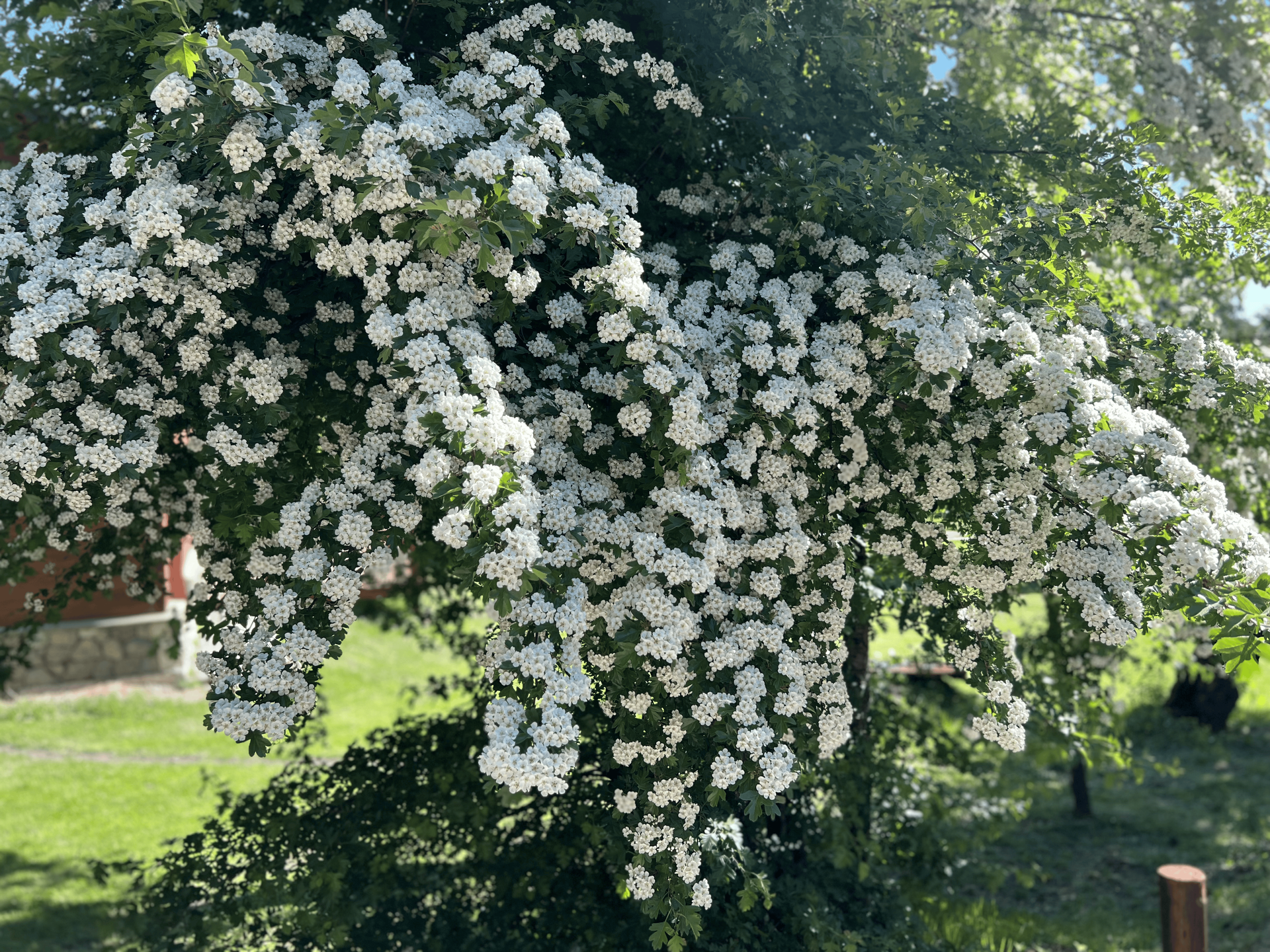 Un arbusto frondoso cubierto de densos racimos de pequeñas flores blancas en condiciones de sol brillante.