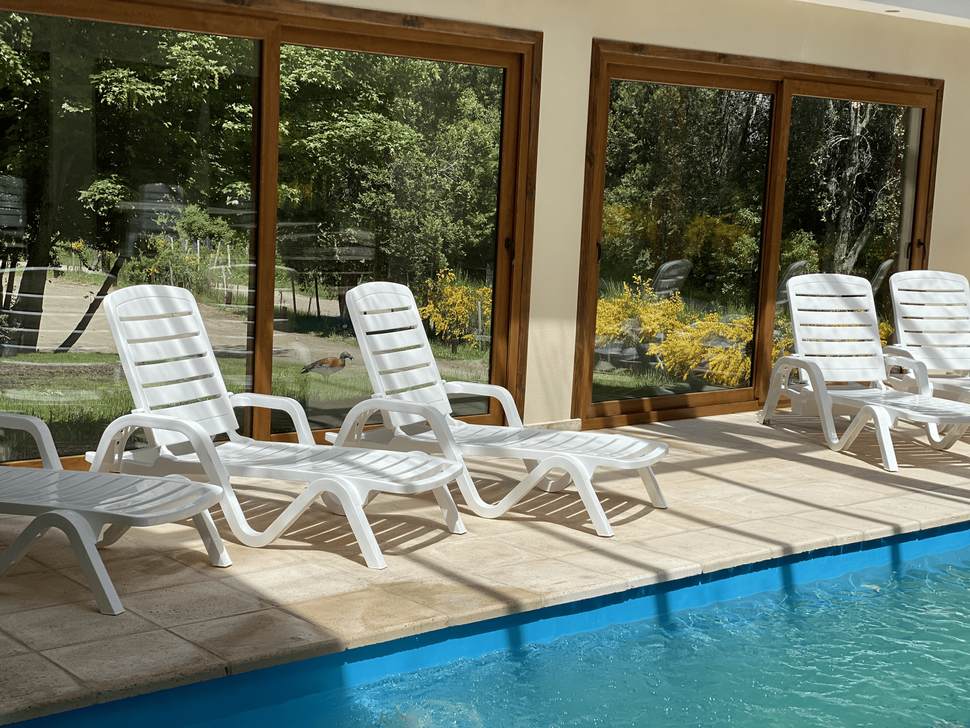 Cuatro tumbonas de plástico blanco colocadas sobre una terraza de baldosas de color claro junto a una piscina azul.