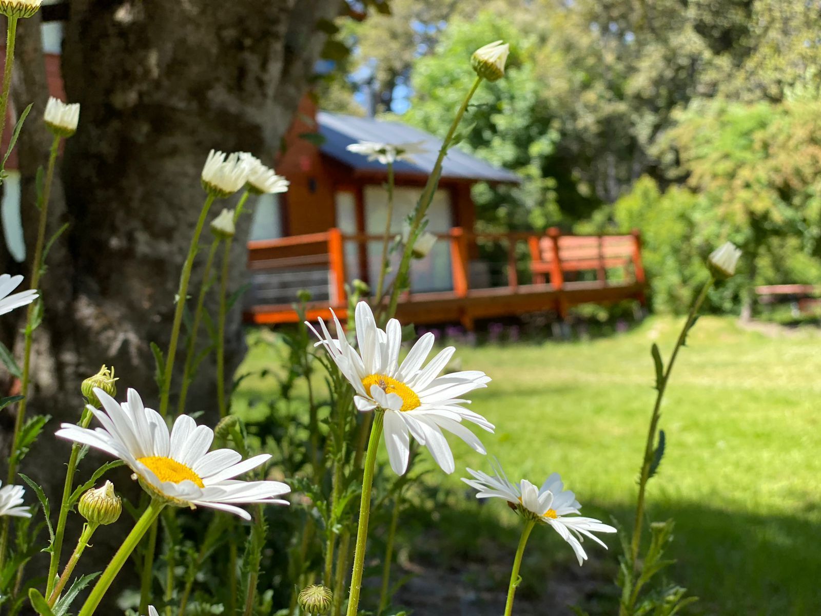Margaritas blancas florecen en primer plano, con una cabaña rústica de madera y un exuberante jardín verde difuminados al fondo.