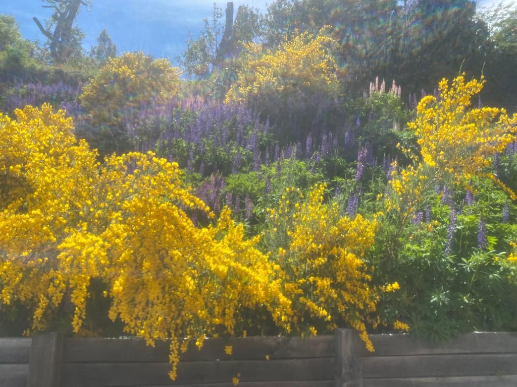 Arbustos de flores amarillas vibrantes florecen frente a lupinos de color púrpura, con un cielo azul brillante de fondo, tras una valla de madera.