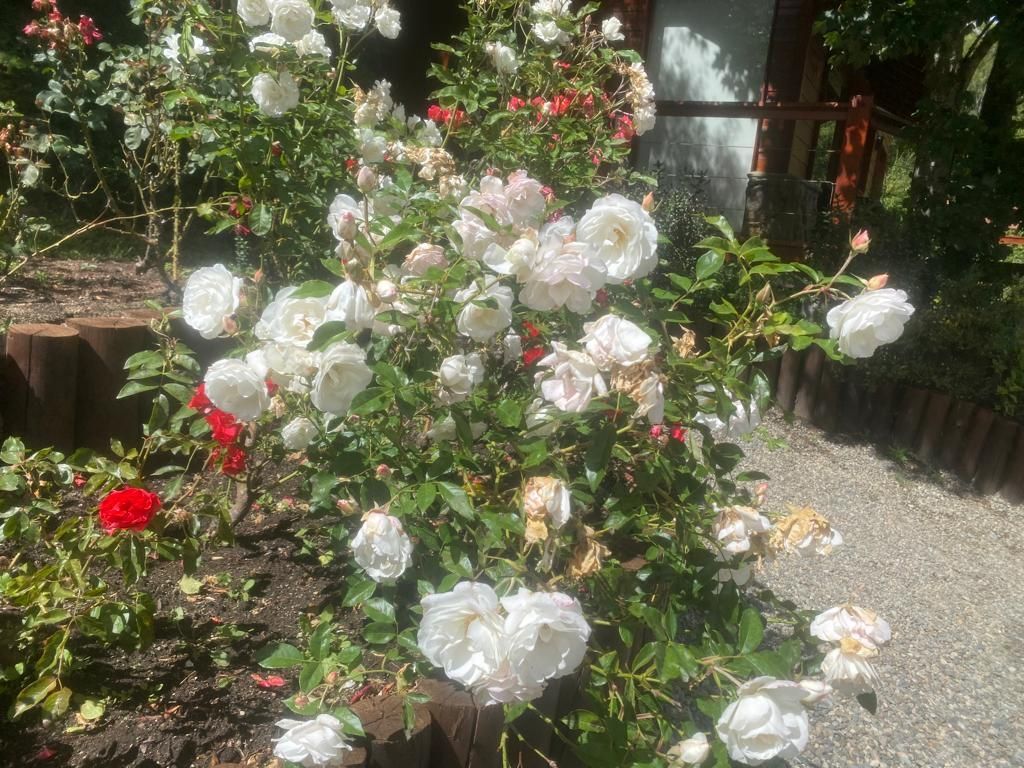 Un frondoso arbusto repleto de rosas blancas y algunas rojas, que crece en un jardín con un camino de grava al fondo.
