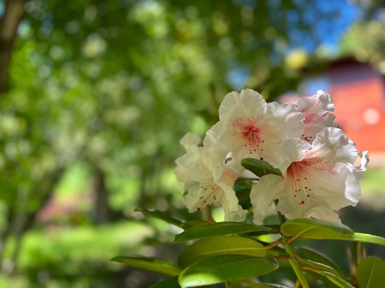 Un grupo de flores blancas de rododendro con delicados centros rosados, sobre un fondo verde difuminado de jardín.