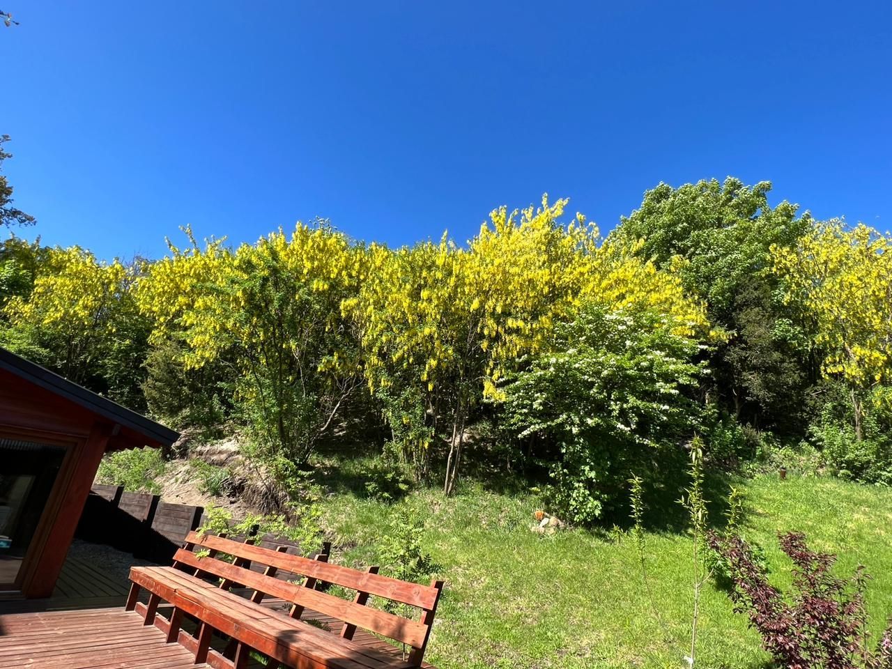 Un banco de madera en un patio de ladrillos mira hacia una exuberante ladera llena de árboles de vibrantes flores amarillas bajo un cielo azul despejado.