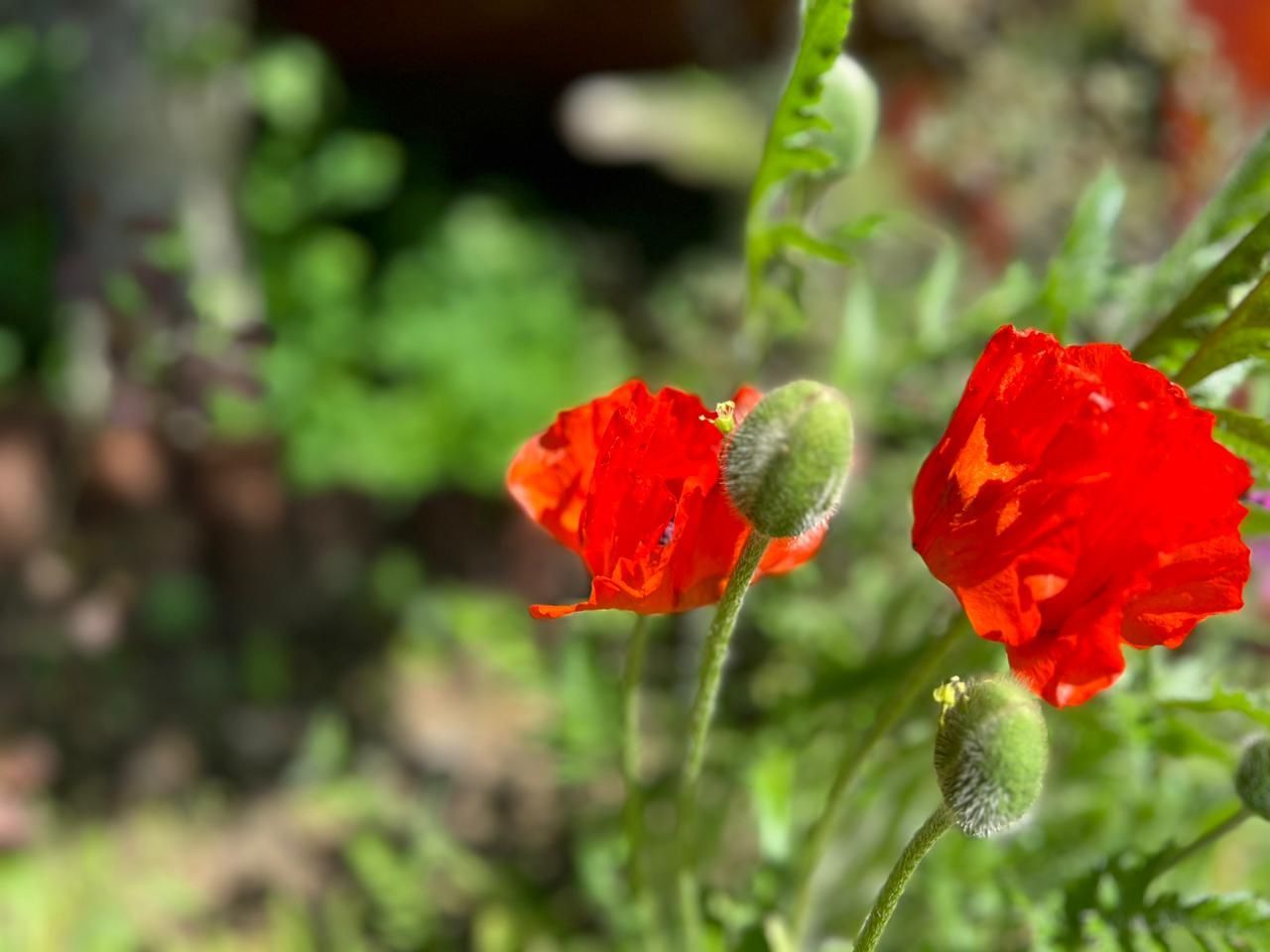 Dos vibrantes amapolas rojas florecen al aire libre entre el follaje verde y los capullos sin abrir, bajo la suave luz del sol.