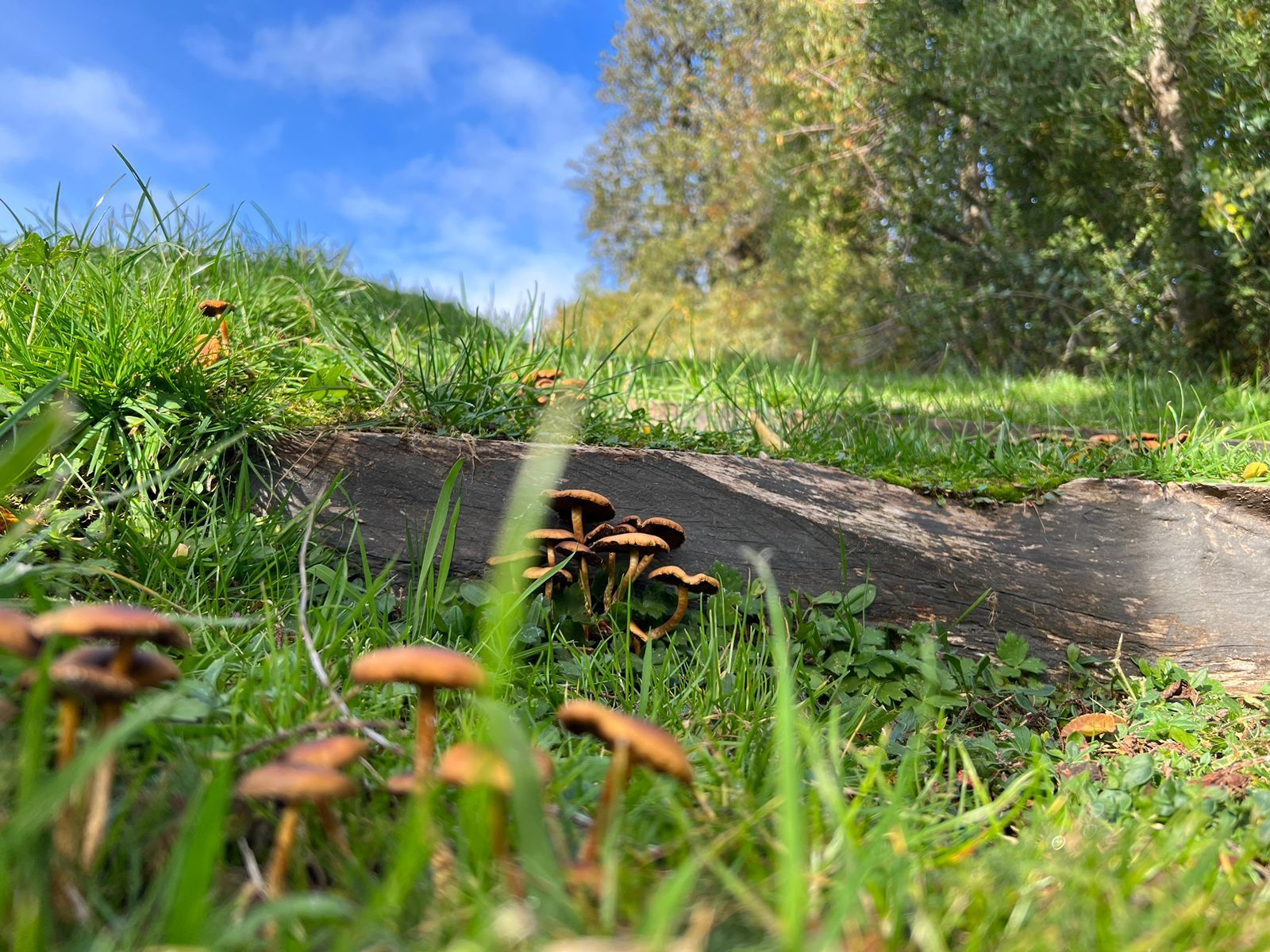 En un día soleado, crecen pequeños hongos marrones en la hierba verde junto a un bordillo de hormigón gris.