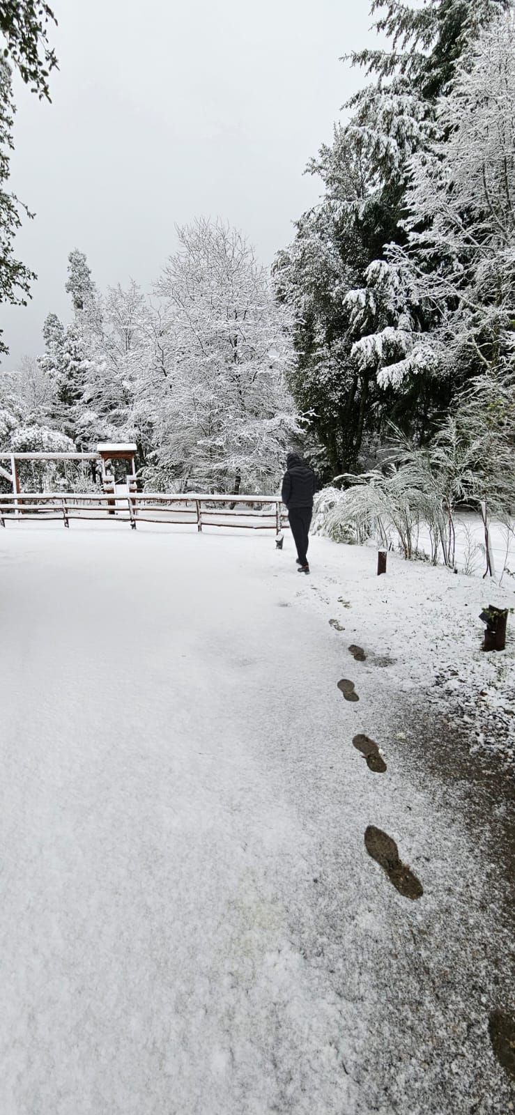 Una persona se aleja caminando a través de un paisaje nevado, dejando profundas huellas en un sendero bordeado de árboles cubiertos de nieve.