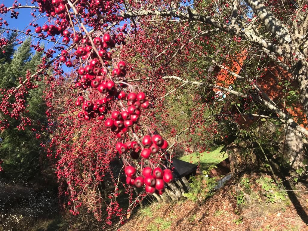 Una rama de árbol cargada de racimos de pequeñas bayas de color rojo brillante contra un cielo azul soleado.