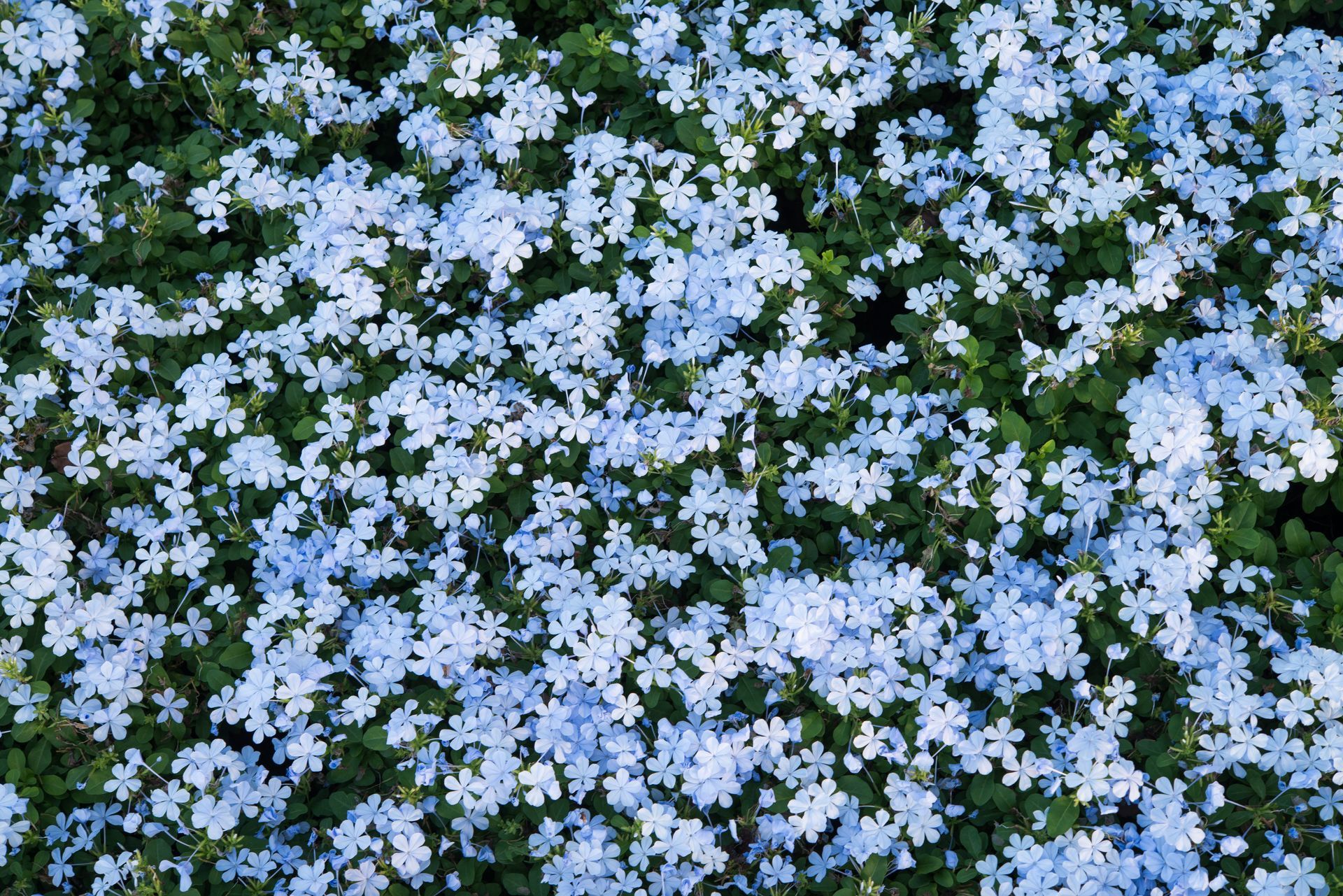 Cluster of tiny pale blue flowers with white centers covering dense green foliage