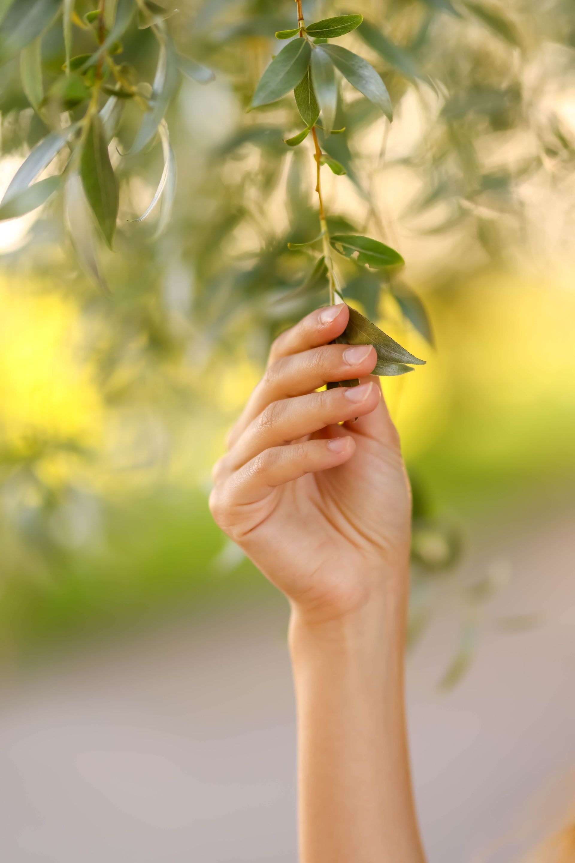 Hand, huid die een groene, bladerrijke tak vasthoudt in het zachte zonlicht.