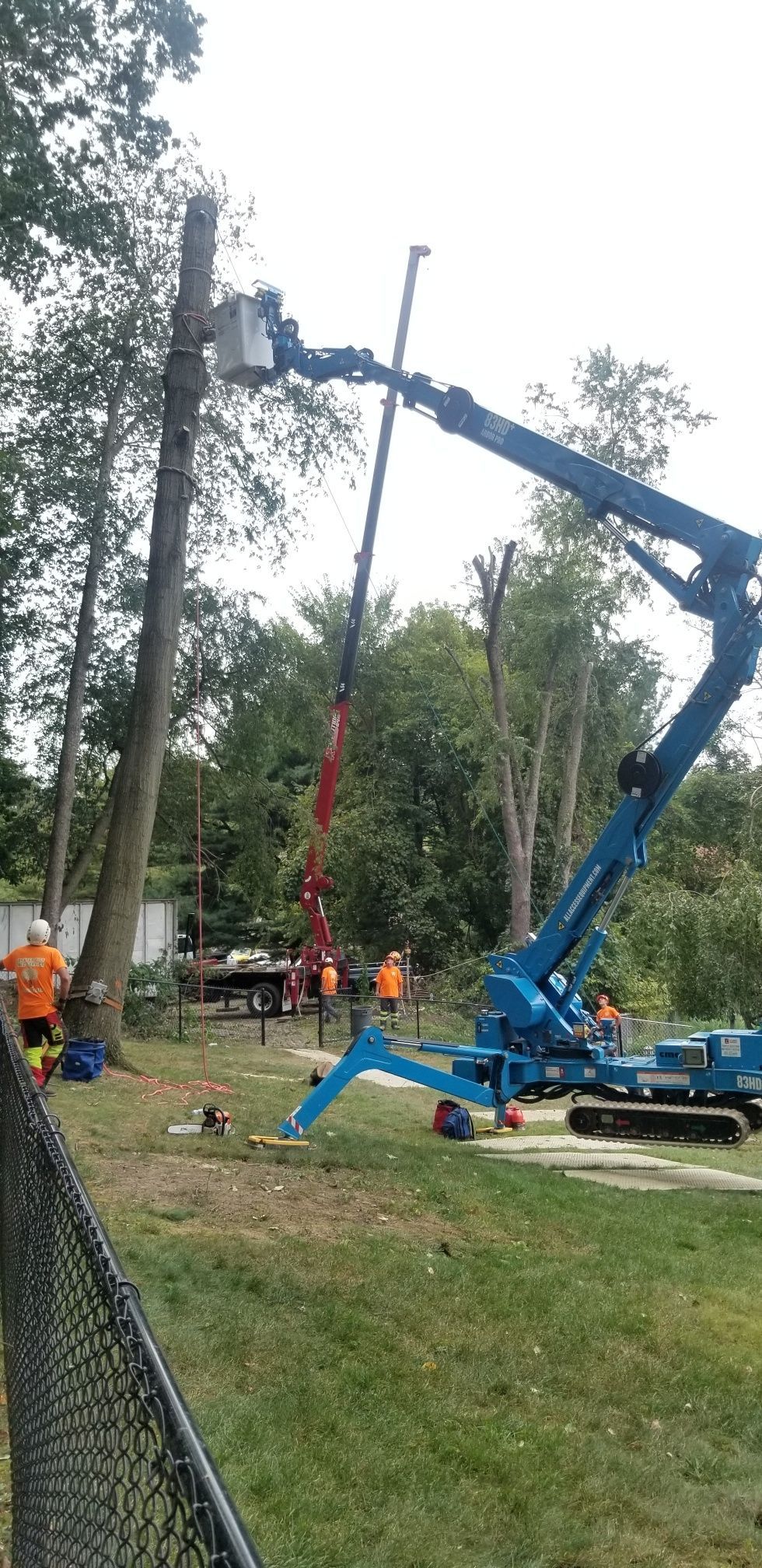 Tree Removal - Greater Pitt Tree Service LLC