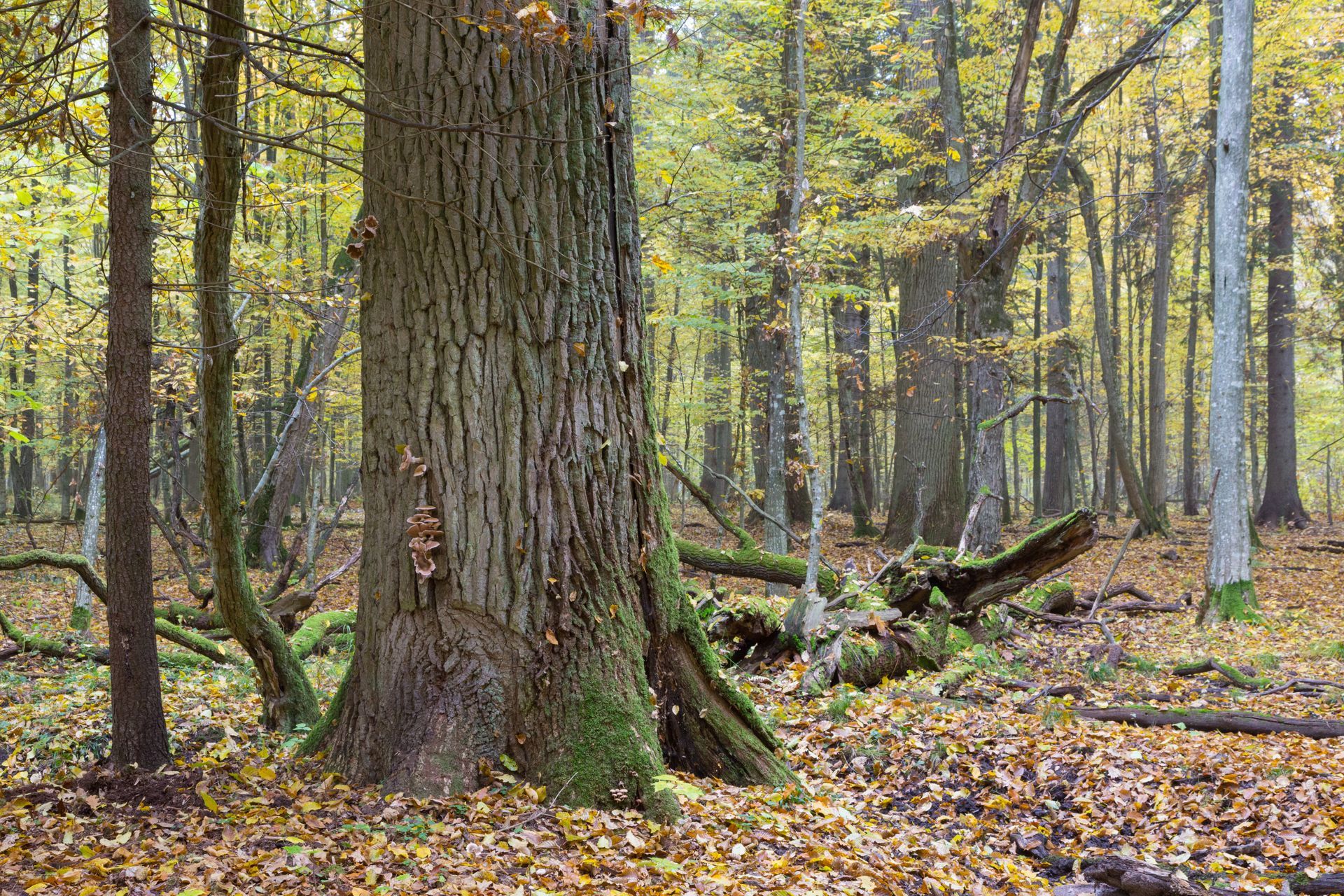 Tree disease affecting a large oak tree in the woods.
