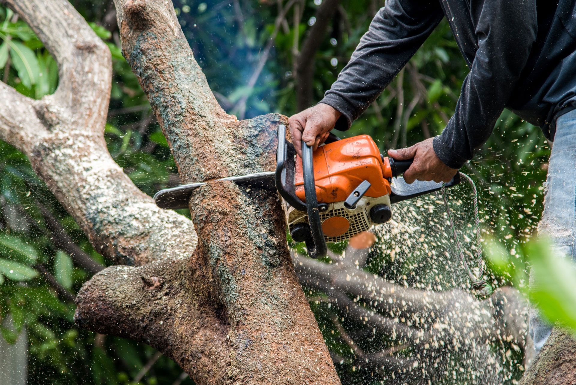Tree Cutting Solution - Greater Pitt Tree Service LLC Tree Cutting Solution - Greater Pitt Tree Service LLC