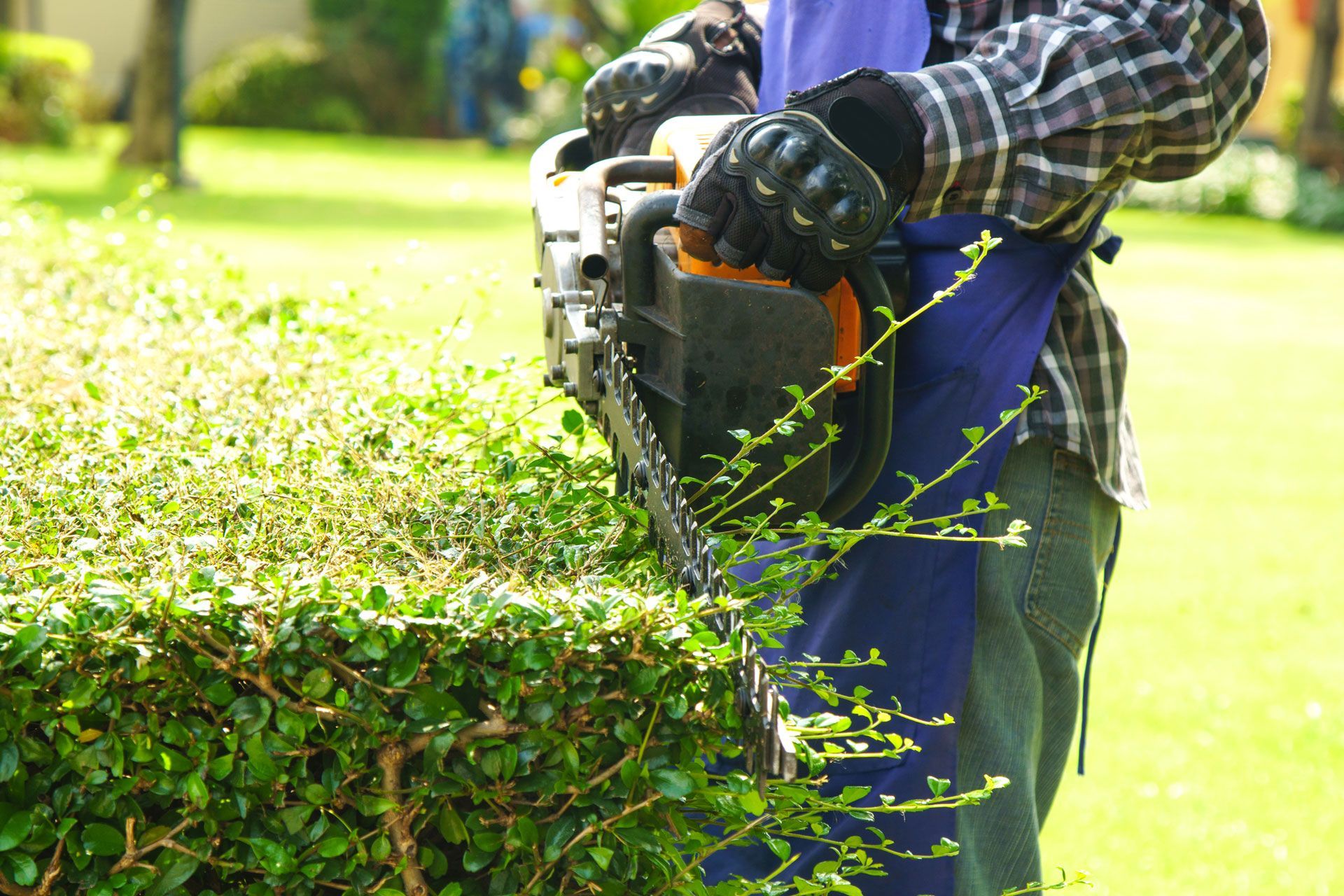 Person trimming a hedge with a chainsaw in a yard.