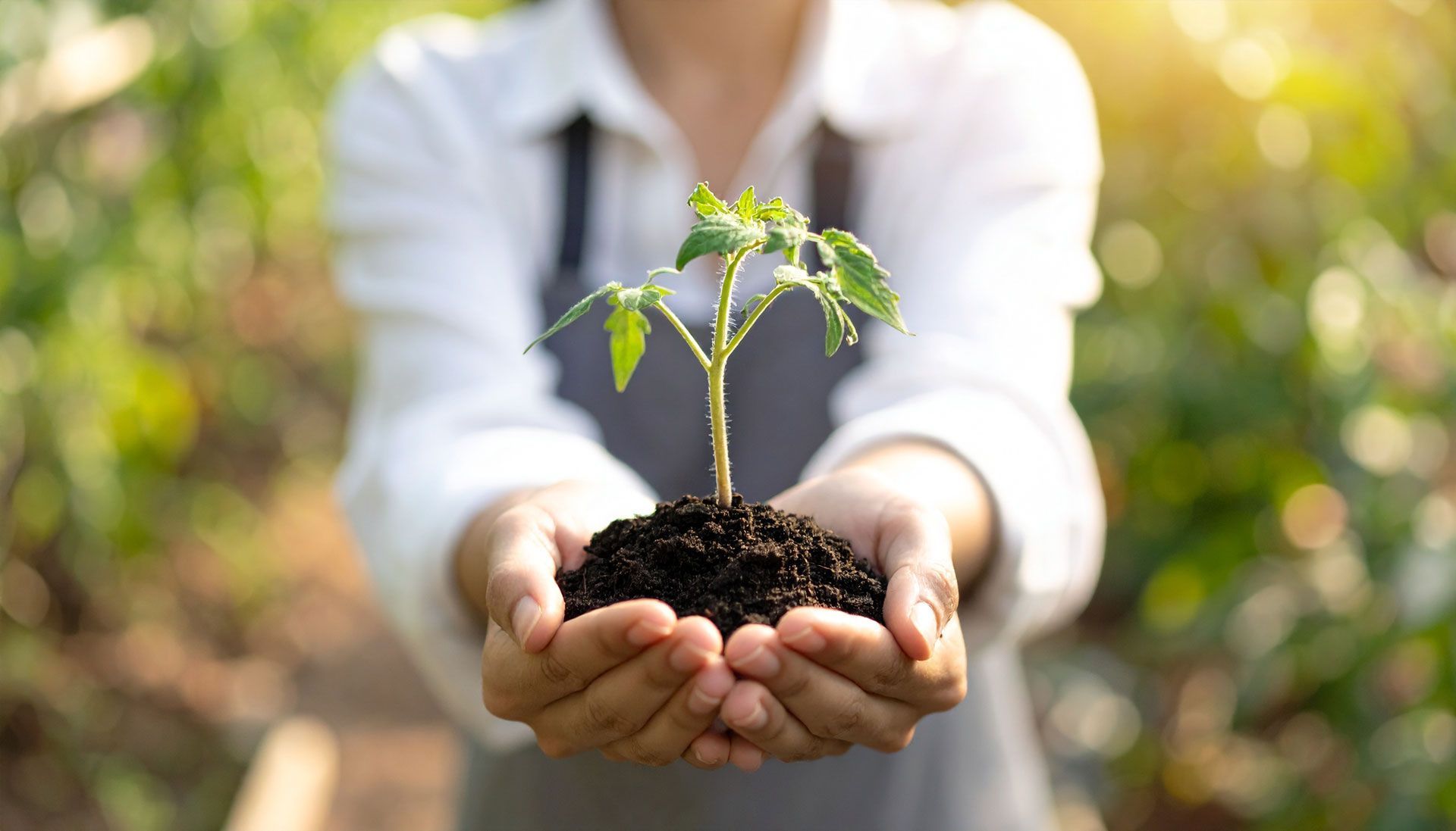 Plant Healthcare Services - Greater Pitt Tree Service LLC Plant Healthcare Services - Greater Pitt Tree Service LLC