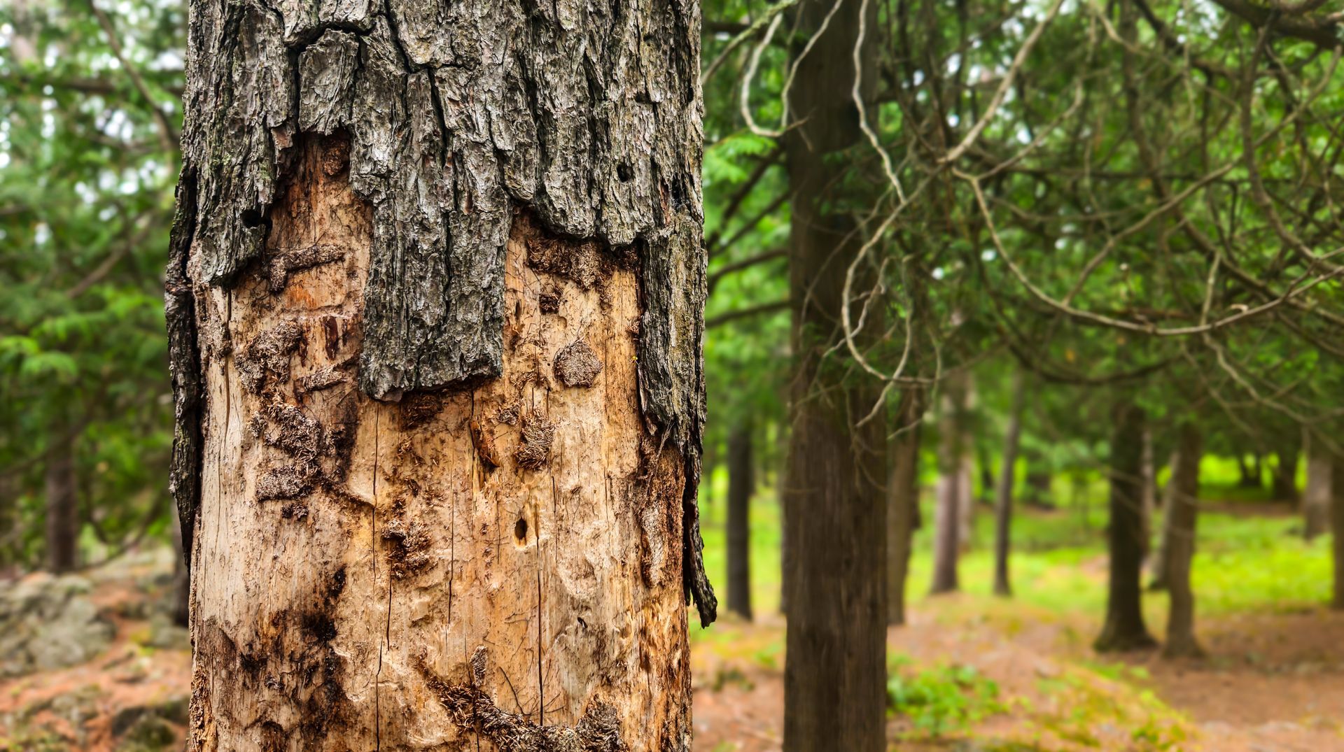 Tree trunk with damaged bark exposing decayed wood from pest infestation