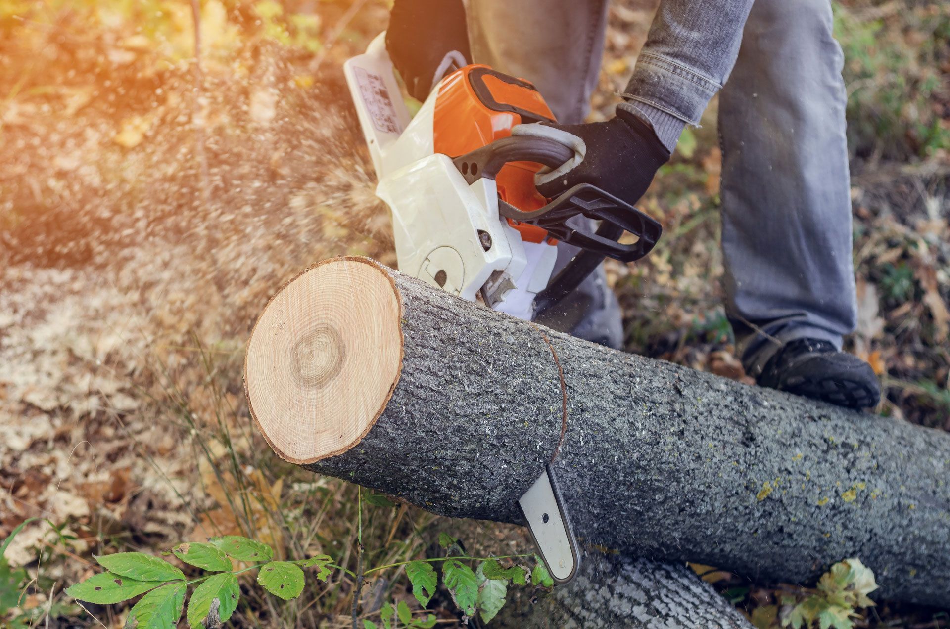 Person using a chainsaw to cut a log in a wooded area. Person using a chainsaw to cut a log in a wooded area.