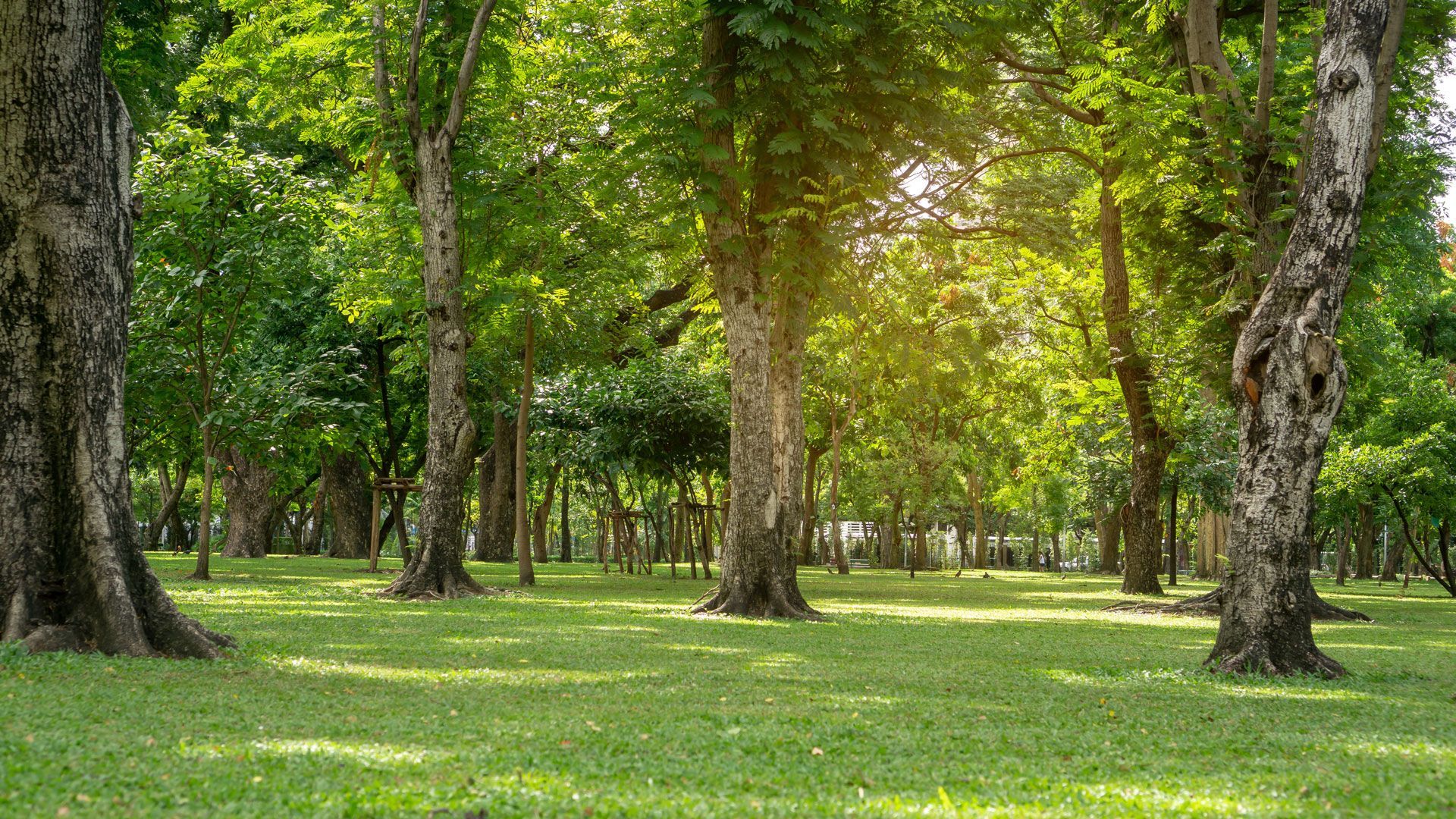 Lush green park with tall trees, casting shadows on the grass, bright sunlight through the leaves.
