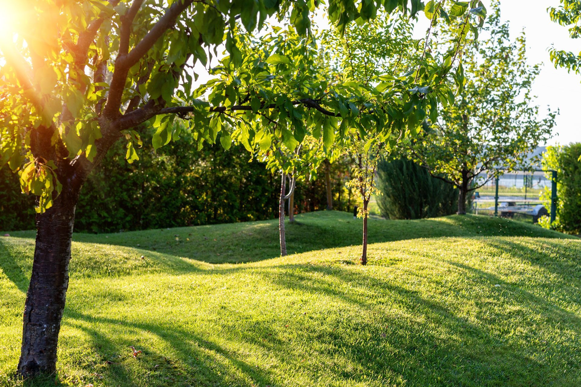Sunlit grassy yard with a rolling landscape, trees, and hedges. Sunlit grassy yard with a rolling landscape, trees, and hedges.