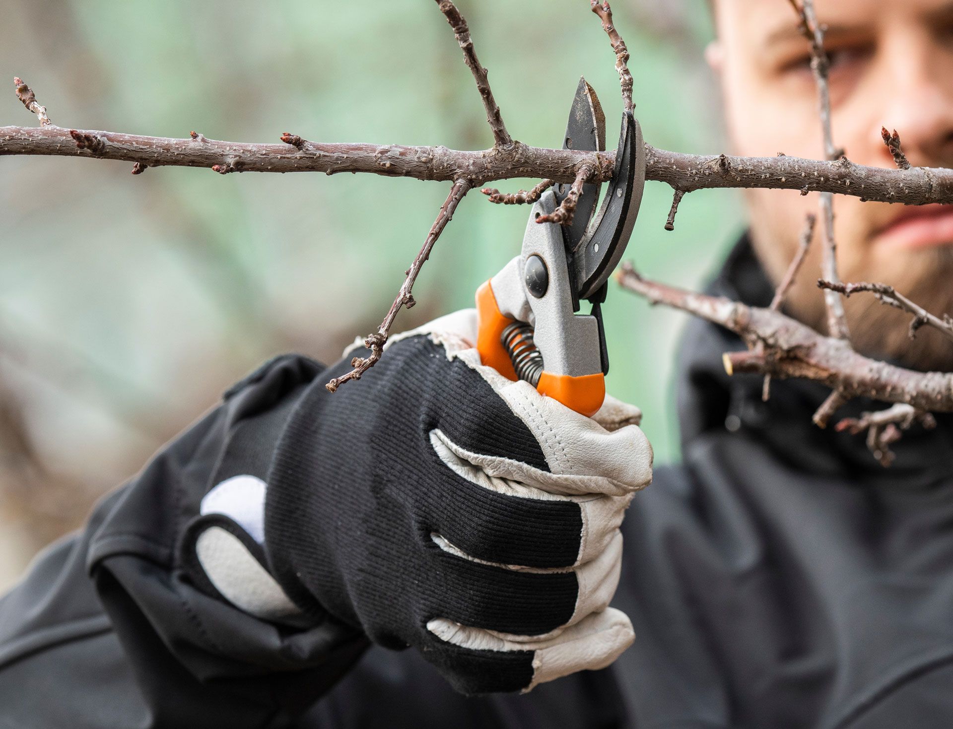 Person pruning a tree branch with orange and silver pruning shears, wearing a black glove. Person pruning a tree branch with orange and silver pruning shears, wearing a black glove.