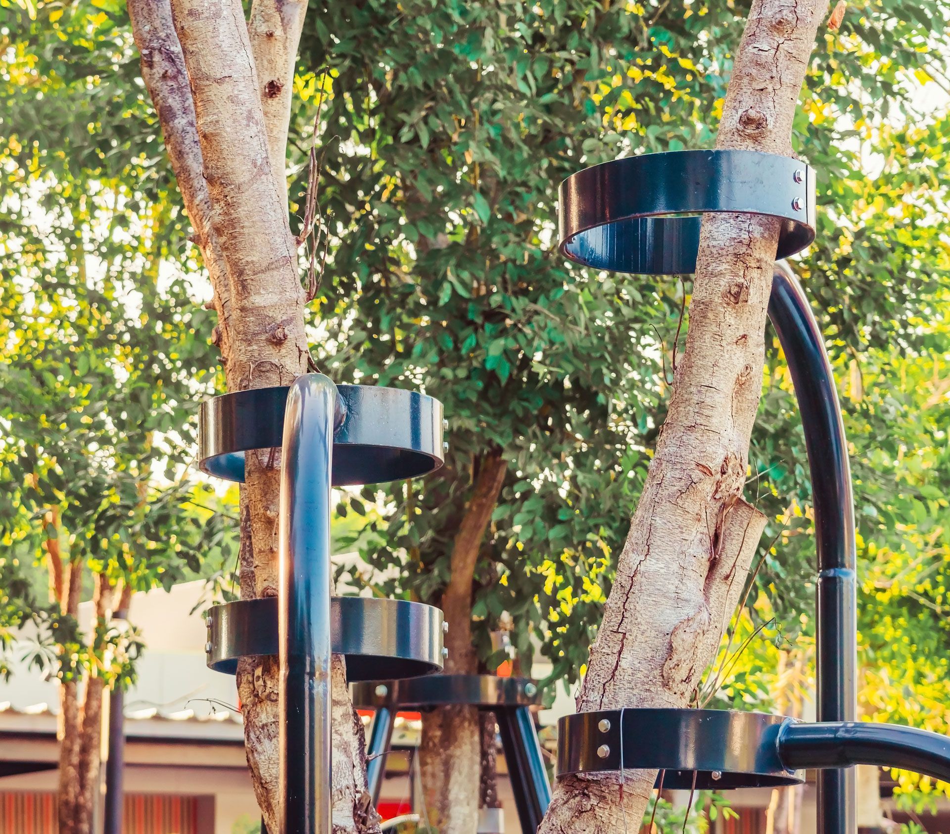Tree tree bracing System - Greater Pitt Tree Service LLC Tree tree bracing System - Greater Pitt Tree Service LLC