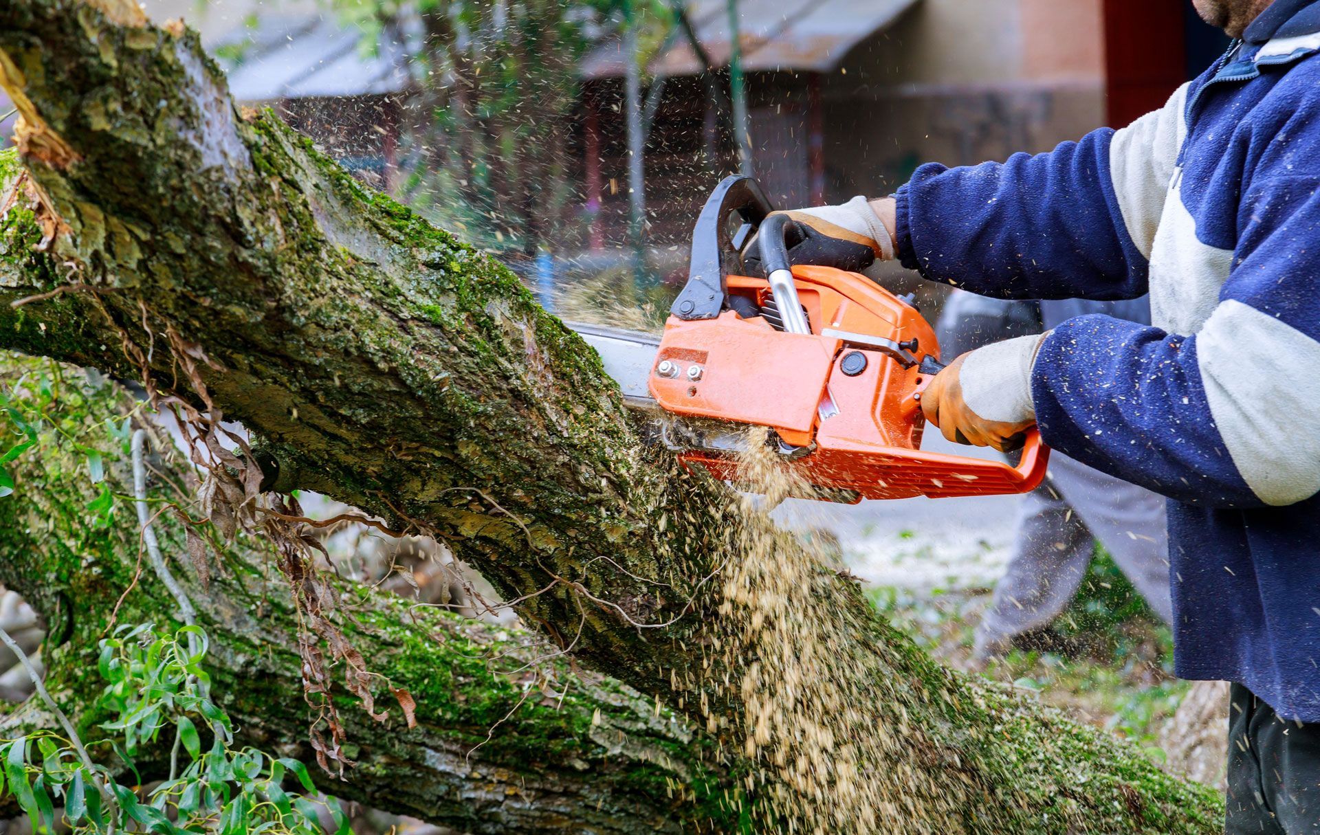 Person using an orange chainsaw to cut a tree trunk. Person using an orange chainsaw to cut a tree trunk.