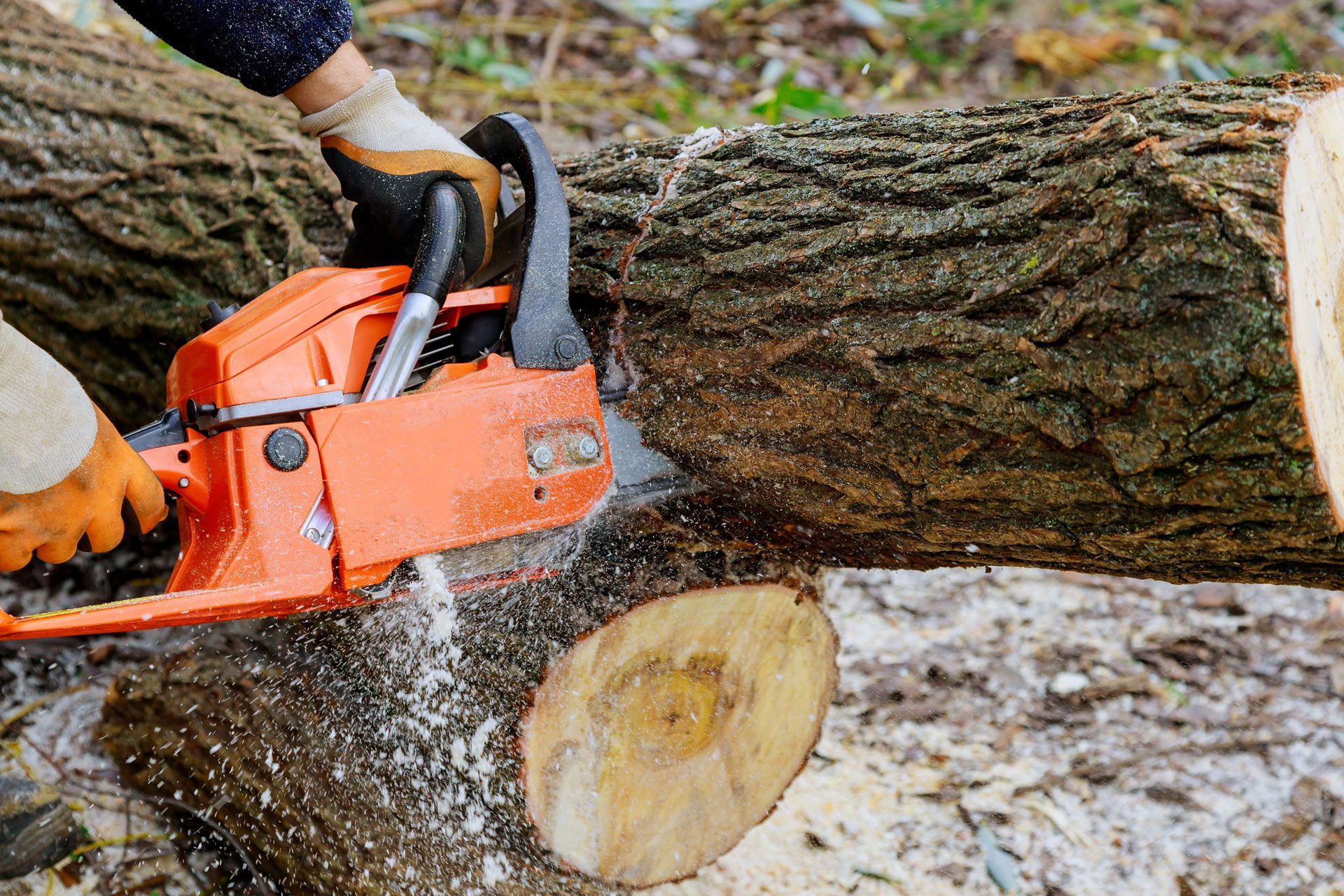 Person using an orange chainsaw to cut through a large log outdoors. Sawdust flying. Person using an orange chainsaw to cut through a large log outdoors. Sawdust flying.