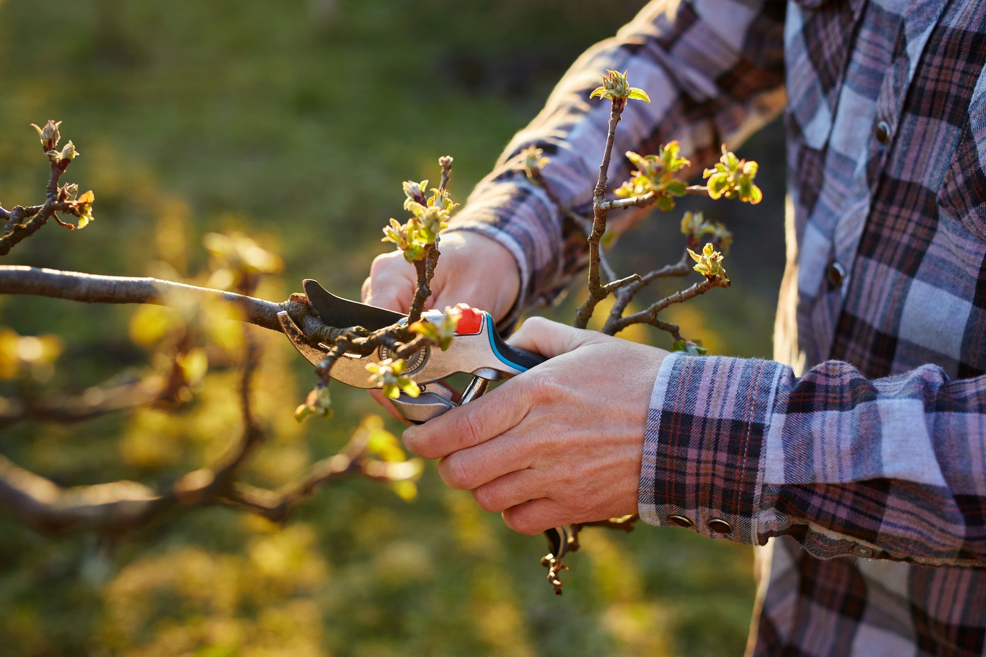 Person pruning tree branch with gardening shears outdoors. Tree Pruning Services - Greater Pitt Tree Service LLC