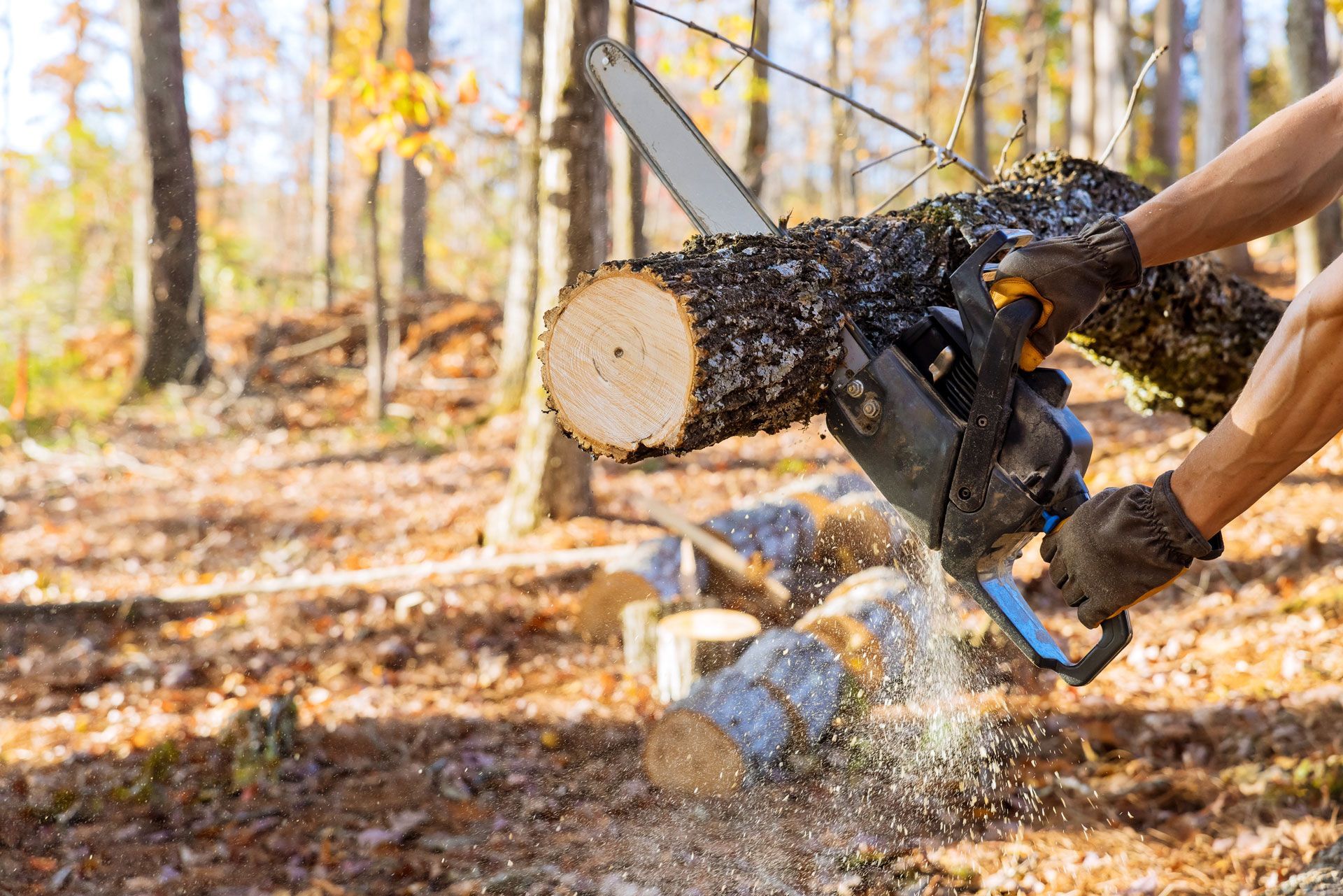 Person using a chainsaw to cut a log in a forest setting.