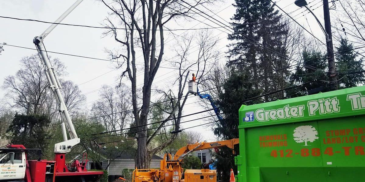 Tree Removal Solutions - Greater Pitt Tree Service LLC