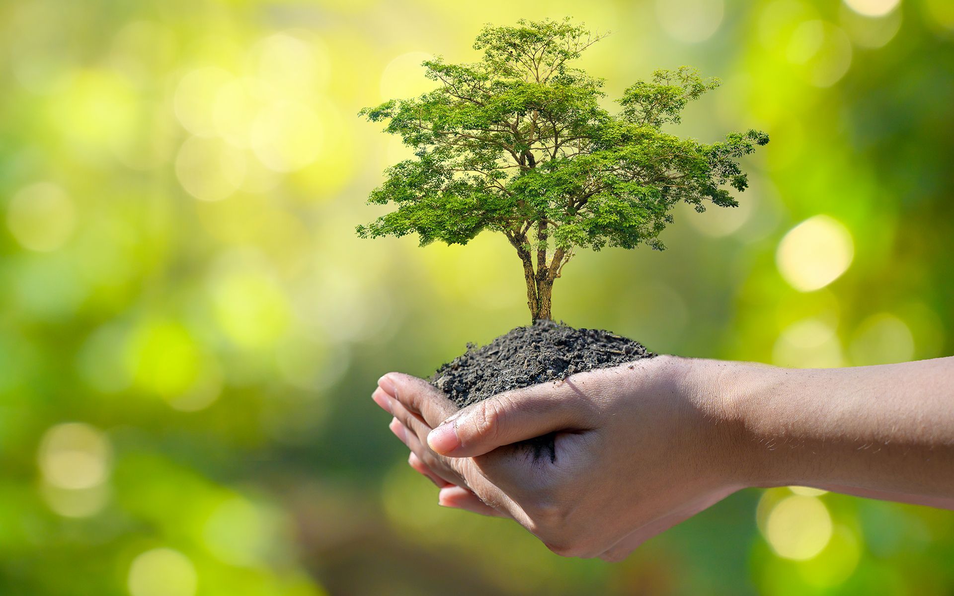 A person is holding a small tree in their hands.