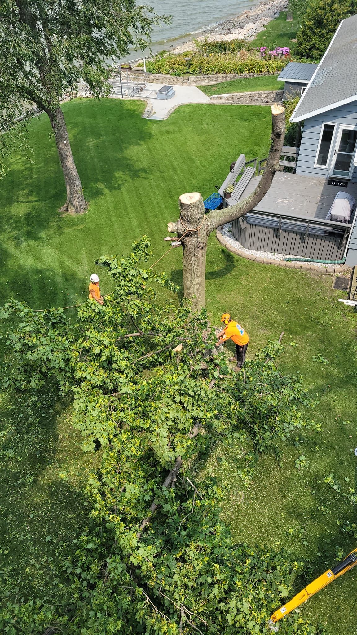 A person is cutting a tree branch with a pair of scissors.