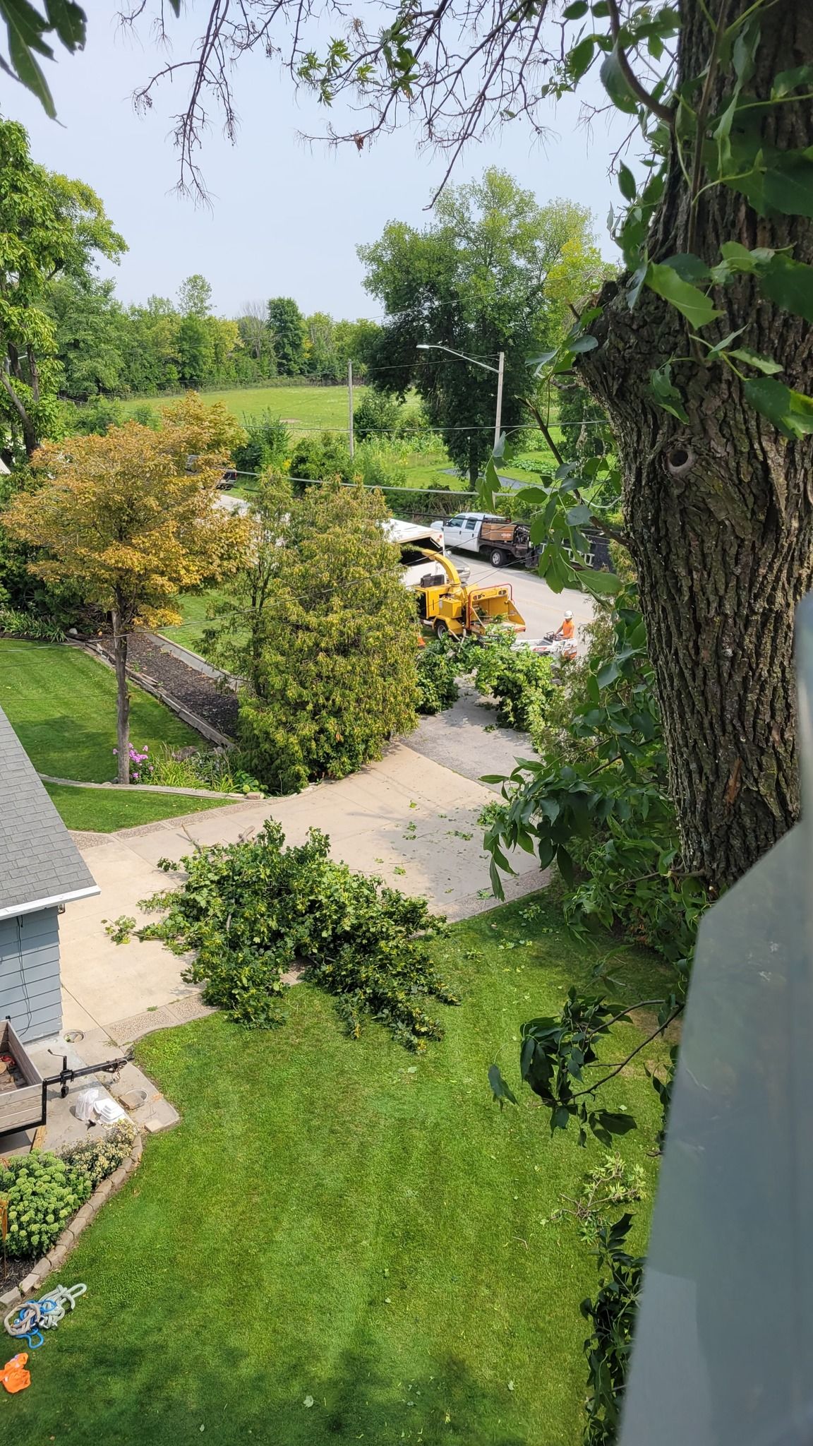 A tree is being cut down in front of a house.