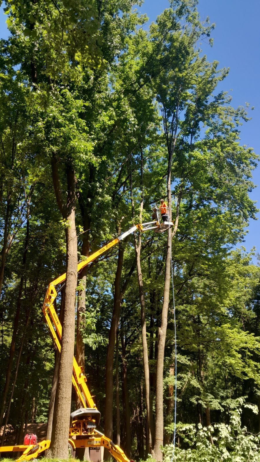 A man is cutting a tree with a crane in the woods.