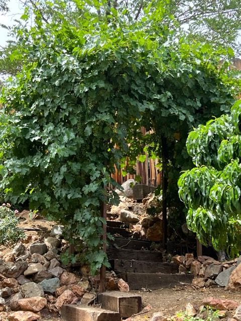 Grape Arbor