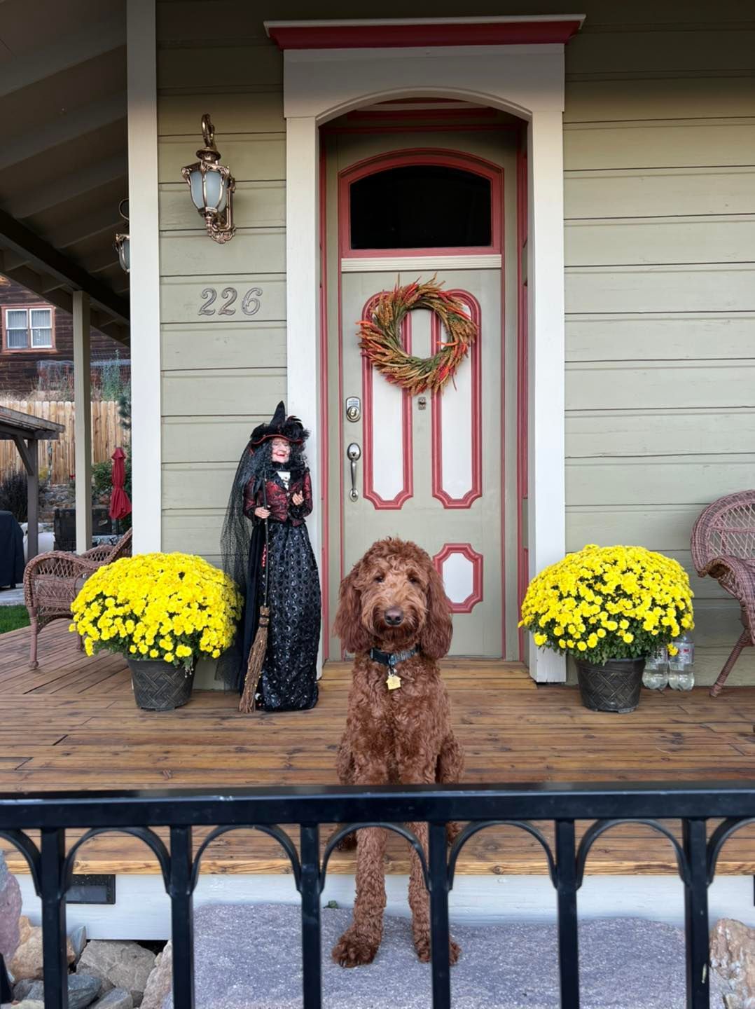 Dog on Porch