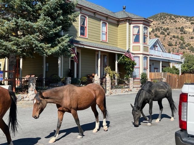 Horses