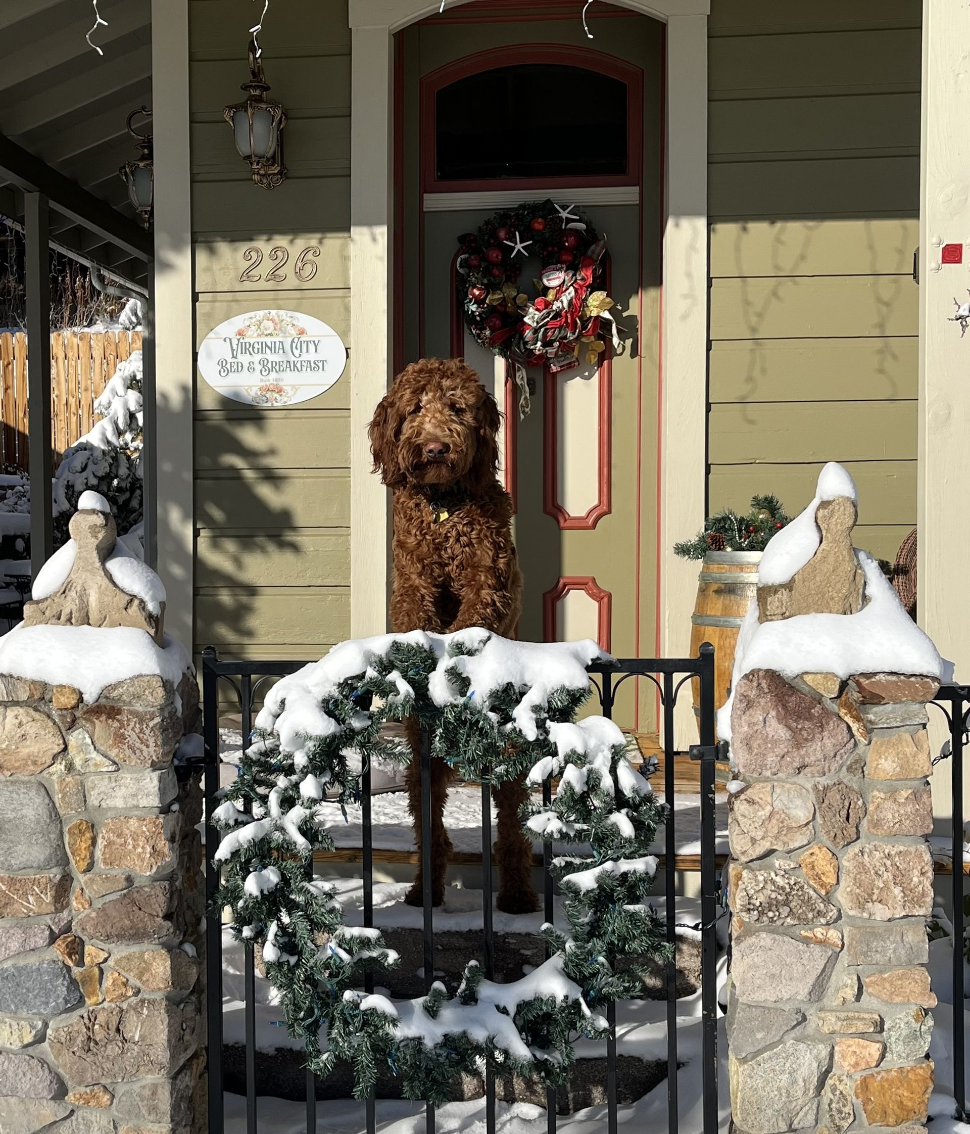 Dog on Porch