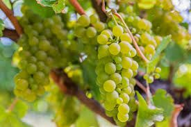 Sauvignon Blanc