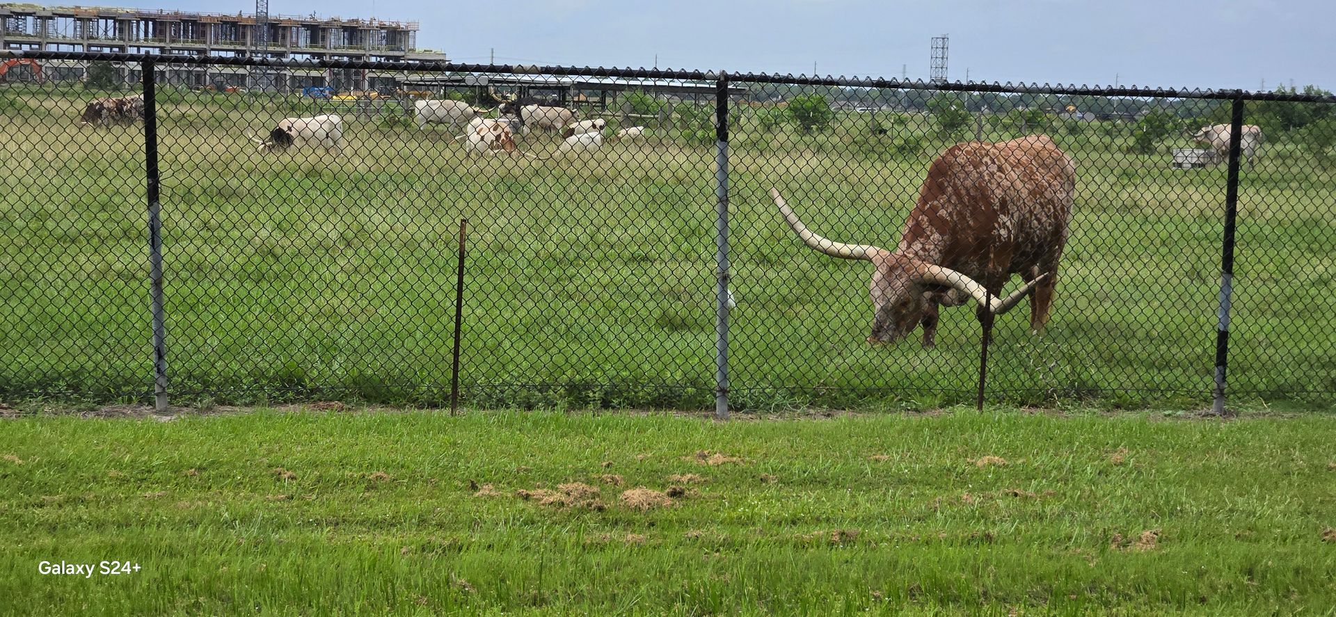 A brown longhorn grazing behind a chain-link fence on a green lawn.