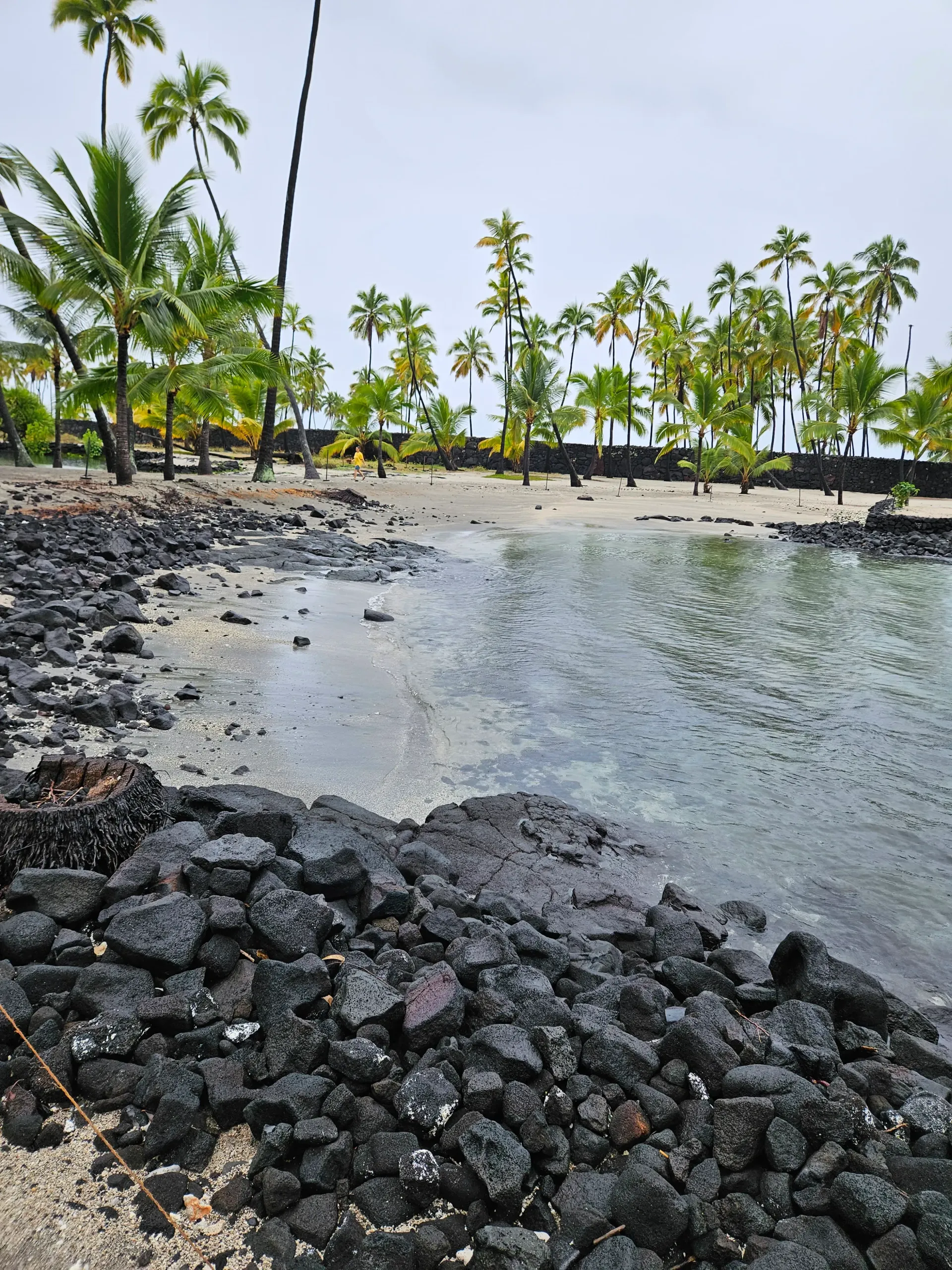 A beach with a lot of rocks and palm trees