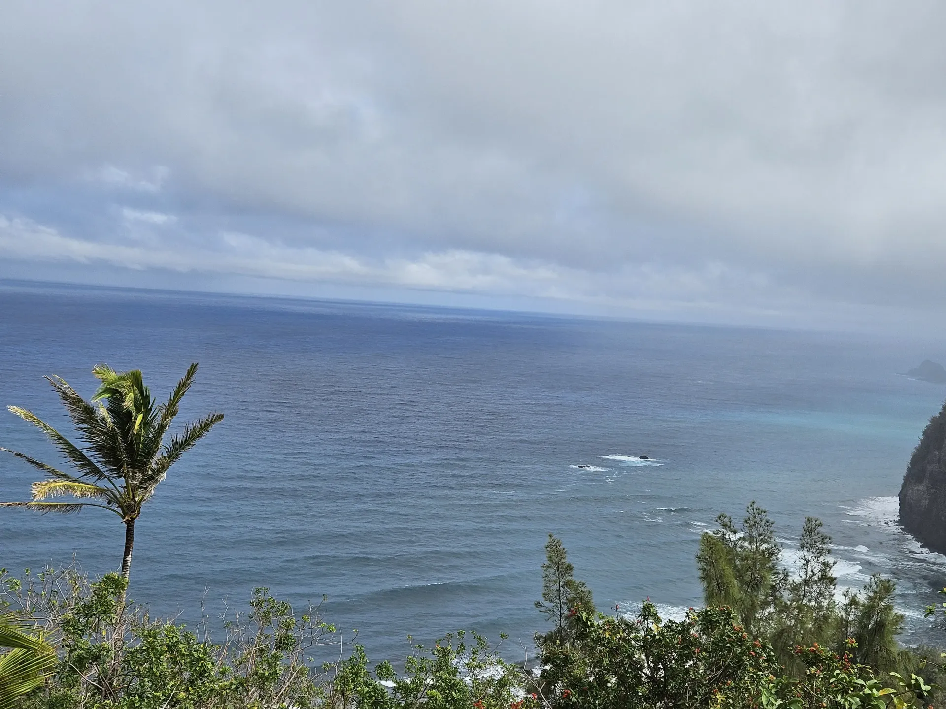 A view of the ocean from a cliff with a palm tree in the foreground.