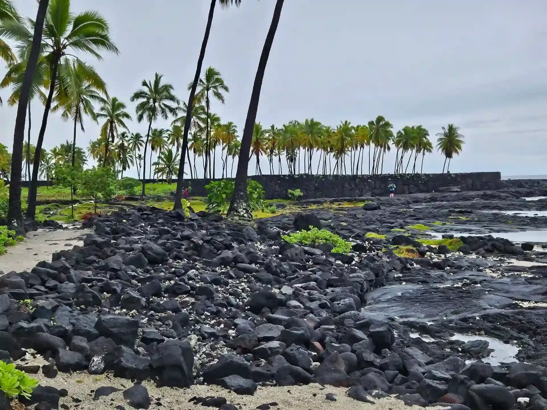 A rocky beach with palm trees in the background